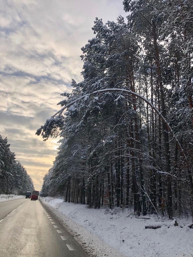 Mokry śnieg powalał drzewa na drogi w powiecie koneckim. Usuwali je strażacy