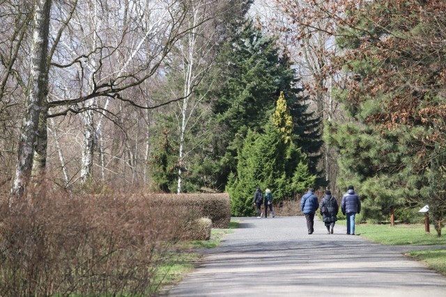 Pierwszy w 2023 roku spacer należy do cyklu spotkań poświęconych drzewom i krzewom organizowanym w ramach kolejnej edycji Akademii Bioróżnorodności.