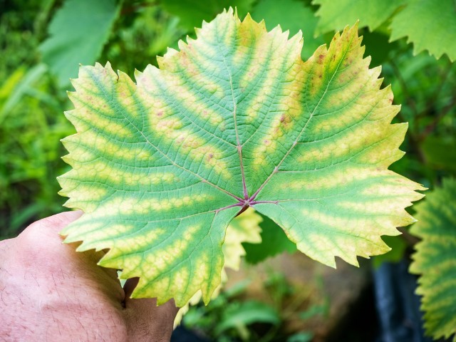 Żółte przebarwienia na liściach mogą oznaczać chlorozę. Warto wiedzieć, że owoce roślin, które zmagają się z tym problemem, są nie tylko mniej liczne, ale też dużo mniejsze i mniej smaczne.
