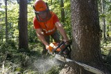 W polskich lasach powiało niepokojem, bo Unia chce większej bioróżnorodności