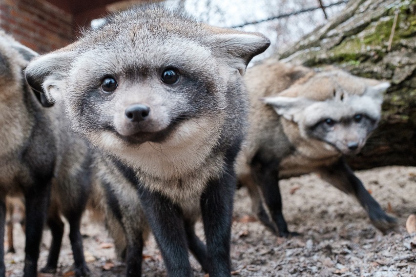 Otocjony wielkouche żyjące w Śląskim Ogrodzie Zoologicznym w...