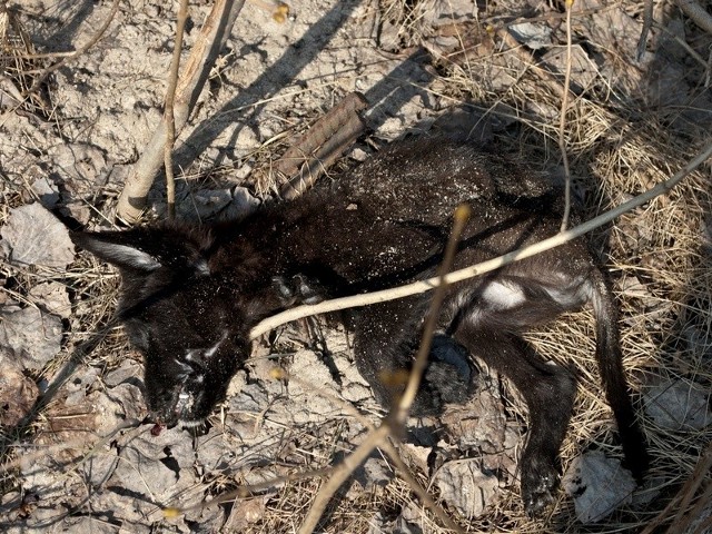 Zabity pies znaleziony na dzikim wysypisku śmieci w Białymstoku