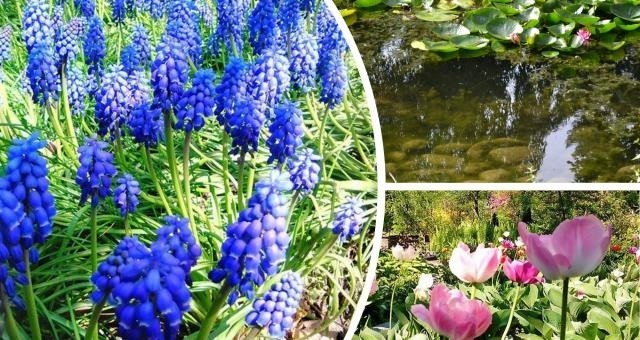 Ogrodnicze trendy tegorocznej wiosny. Co wsadzić do ogródka?