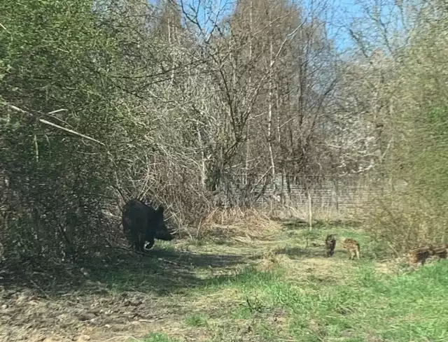 Kolejny dzik na Stokach! Tym razem to locha z pięcioma młodymi. Odłowienie jest jednak niemożliwe