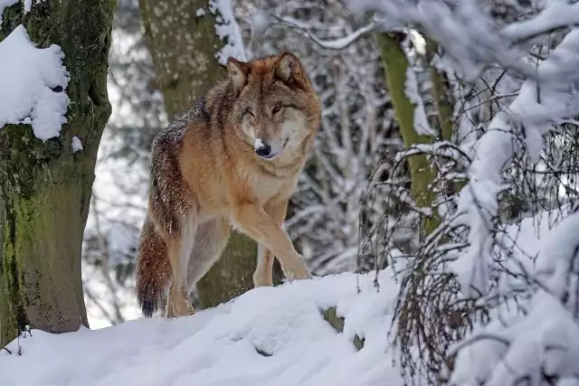 Pierwsze doniesienia o pojawieniu się wilków w okolicy Wałbrzycha potwierdzono latem 2016 roku. Wówczas Nadleśnictwo Wałbrzych otrzymało niezbite dowody w postaci zdjęć z fotopułapki. Miały przyjść z zachodu przez Przełęcz Kowarską.Wilki zadomowiły się w rejonie Wałbrzycha i Kamiennej Góry, przetrzebiły pogłowie muflonów, ich tropy widywano w m.in. Masywie Dzikowca.