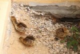 Pawie przyszły na świat w parku Czartoryskich. Są malutkie i trudno je odróżnić od bażantów czy kuropatw