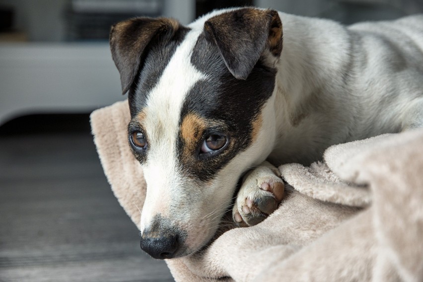 Jack Russel Terrier to żywiołowy i inteligentny pies.