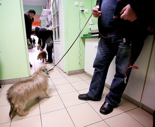 Leków uspokajających nie można podawać psom schorowanym i starym. Tymi trzeba się zająć w innym sposób