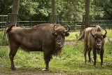 TyDzień Misji Ogrodów Zoologicznych. W Bydgoszczy to żubr przypomni, po co jest współczesne zoo