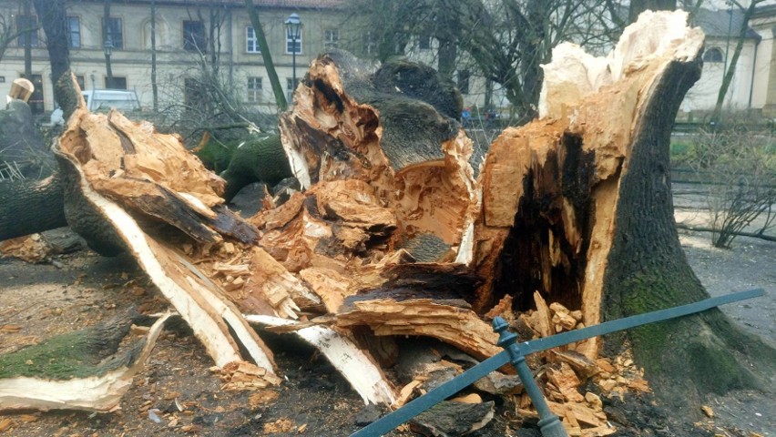 Wyłamane drzewo przy przystanku Bagatela w Krakowie