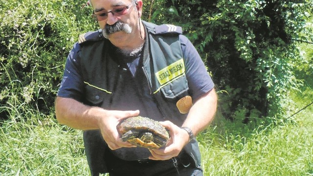 Strażnicy z Głuchołaz musieli znaleźć nowy dom dla żółwia czerwonolicego, który pływał sobie w Białce w centrum miasta. 