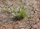 "Straty po suszy mogą wynosić nawet 75%, kto nam pomoże"? Pyta rolniczka