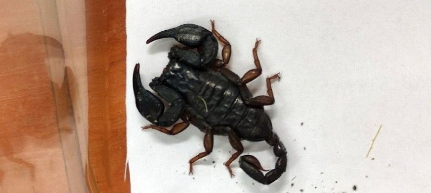 Z wakacji w Chorwacji przywieźli żywego skorpiona. Pajęczak ukrywał się w walizce kilka tygodni 