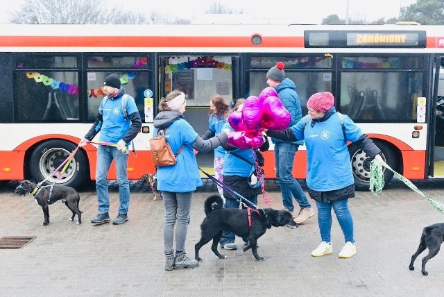 Pracownicy GAiT zabrali na spacer podopiecznych schroniska "Promyk". Zobaczcie zdjęcia