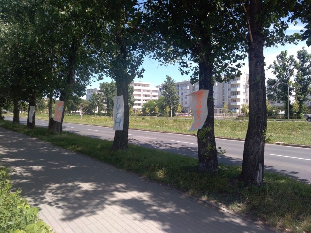 W niedzielę na drzewach rosnących przy ul. Chrobrego w Toruniu pojawiły się plakaty z apelem, aby tych drzew nie wycinać. O co chodzi?>>>>SZCZEGÓŁY NA KOLEJNYCH STRONACH