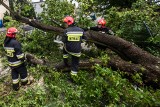 Strażacy musieli ściąć powalone drzewo przy ul. Nakielskiej w Bydgoszczy 