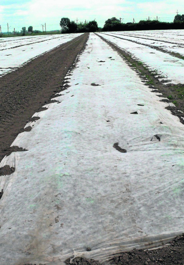 Tylko truskawki spod agrowłókniny nie zostały dotknięte przez przymrozki z początku kwietnia
