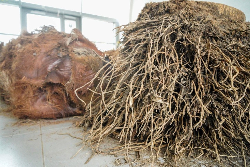 180-letni daktylowiec został wycięty i zabrany z palmiarni...