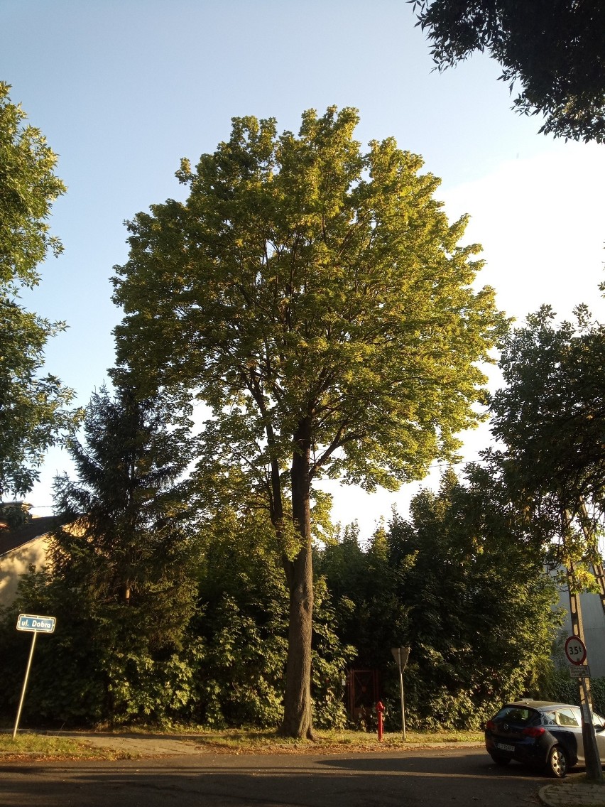 Drzewa w Lublinie przejdą pielęgnację                                            