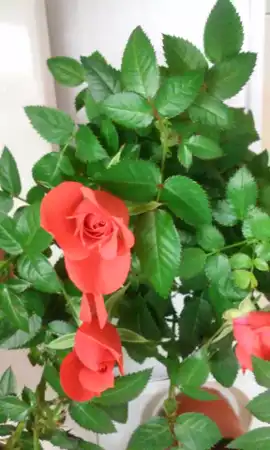 Różyczki w doniczkach to kawałek lata w domu – jak je pielęgnować, żeby  pięknie kwitły | RegioDom