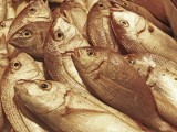 Nielegalnie złowione ryby zjedli bezdomni