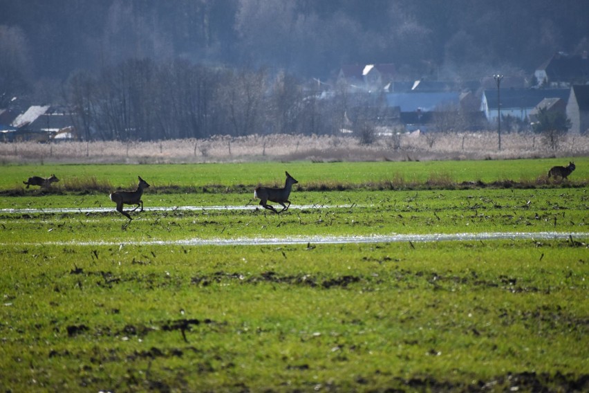 Fotografie z nieudanego polowania wilków na sarny, pani...