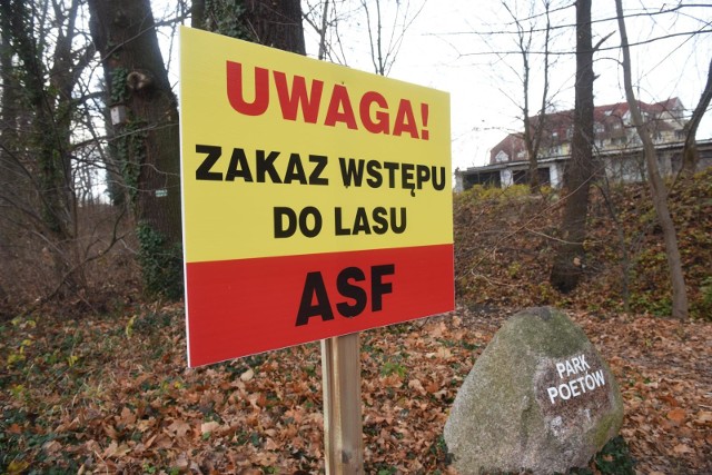 W Wielkopolsce nie uspokaja się sytuacja związana z afrykańskim pomorem świń. Wirus ASF wciąż zagraża rolnikom i gospodarstwom trzody chlewnej.