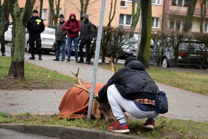 Ranny jeleń zabrany z osiedla Zachód w Stargardzie [ZDJĘCIA, WIDEO]