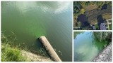 Niepokojące doniesienia znad jeziorka przy ul. Kolorowych Domów w Szczecinie. Do zbiornika wpływa zielona ciecz! ZDJĘCIA