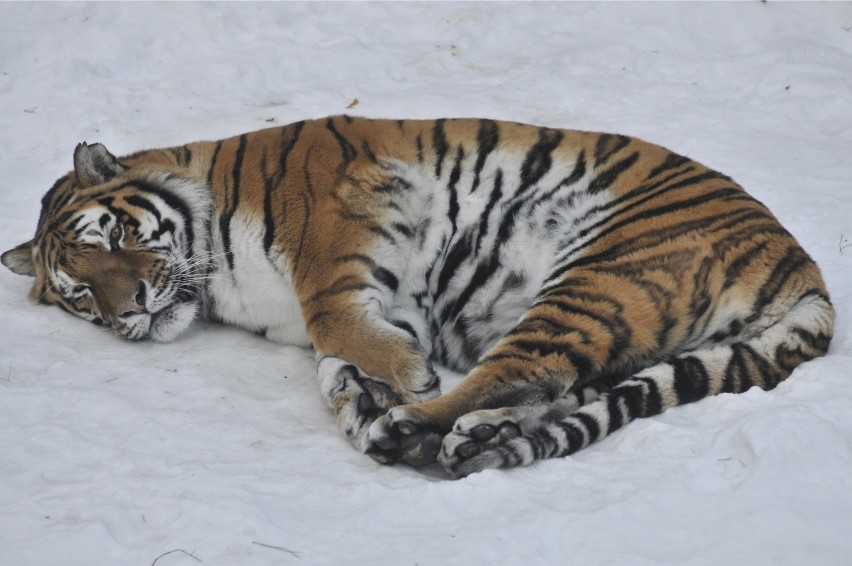 Znęcał się nad tygrysem w poznańskim zoo. Sąd uznał, że to przestępstwo i wymierzył karę Bartoszowi B.