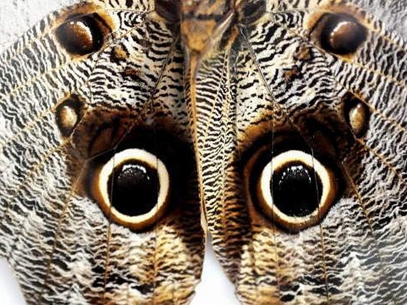 Winobranie 2013: Sprytny motyl by przeżyć udaje sowę (zdjęcia)