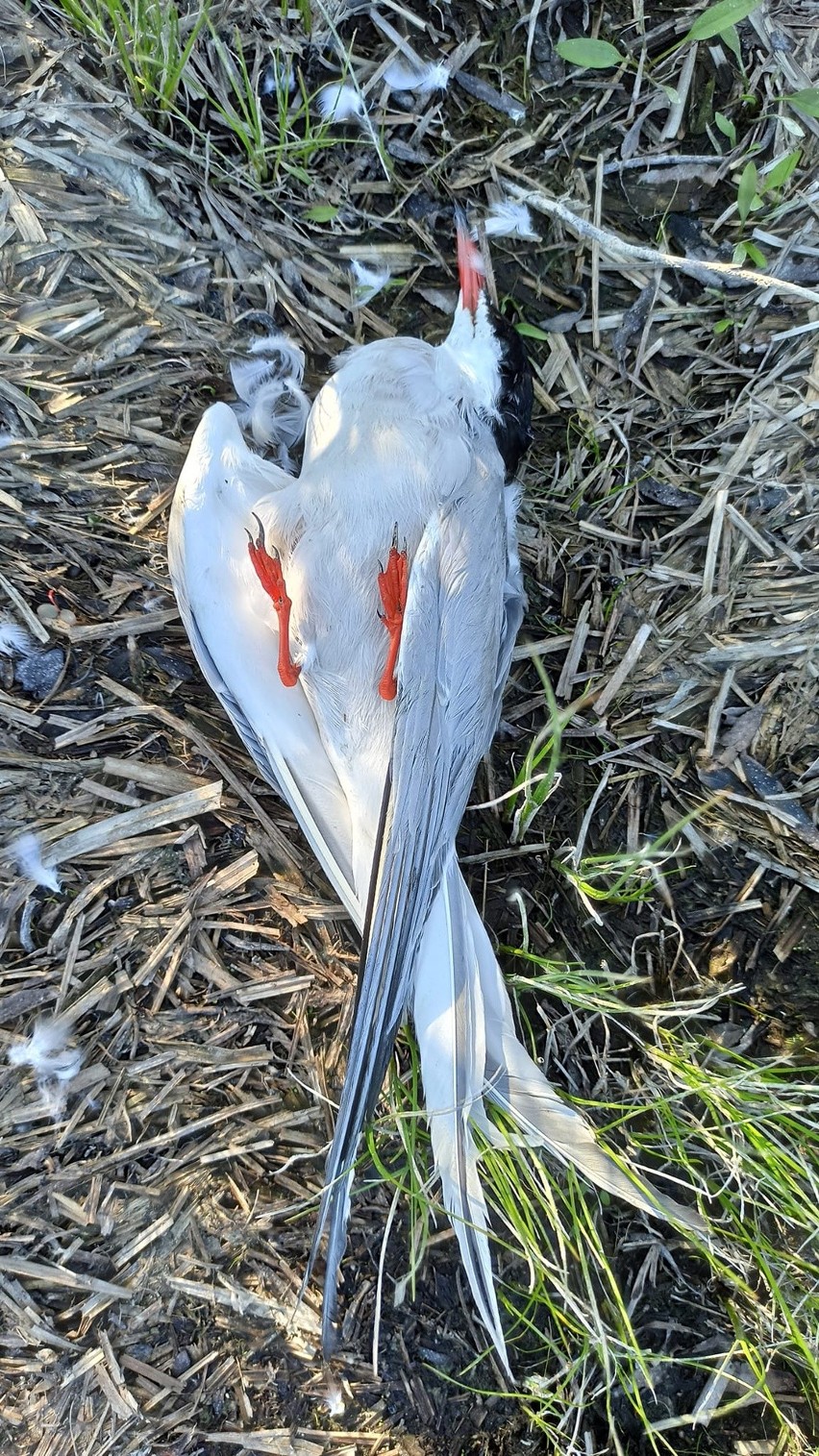 Martwe ptaki znalezione na brzegu Zbiornika Dobczyckiego
