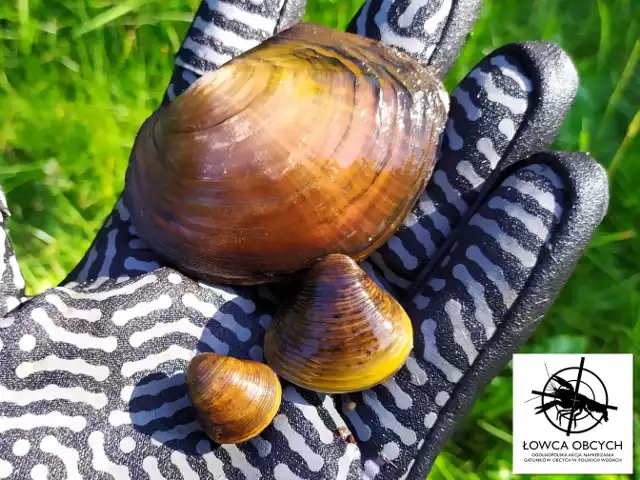 Inwazyjne gatunki obce zagrażające środowisku naturalnemu i gospodarce człowieka: szczeżuja chińska (u góry), Corbicula fluminea (u dołu z prawej) oraz Corbicula fluminalis (z lewej).