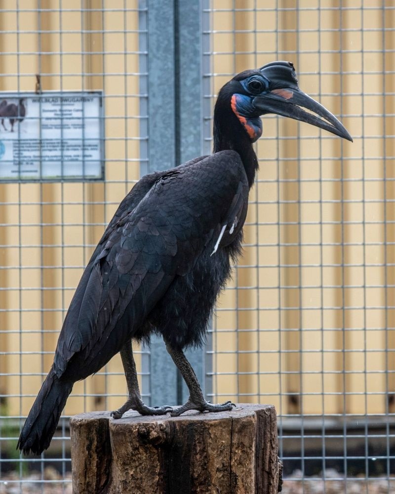 Kolejni nowi mieszkańcy łódzkiego Zoo: kanguroszczury, chińskie przepiórki i wiewiórki. ZDJĘCIA