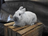 III Międzynarodowa wystawa królików w Bielsku [zdjęcia]