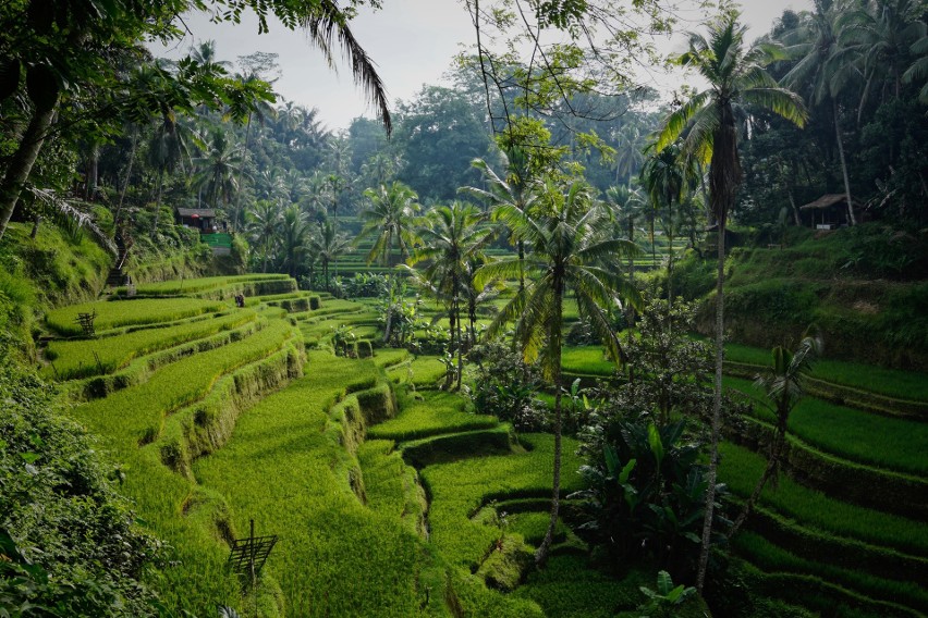 Bali to rejon Indonezji, który najbardziej ucierpiał z...