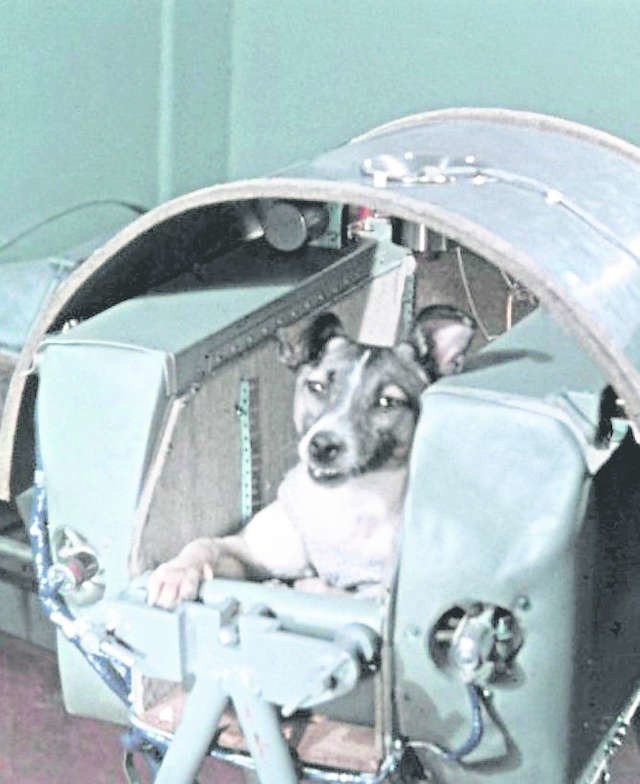 Eksperymentalnym psem była  Łajka, wysłana w 1957 roku na orbitę okołoziemską na pokładzie radzieckiego satelity