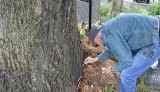Podziurawiony dąb na cmentarzu w Miechowie usycha