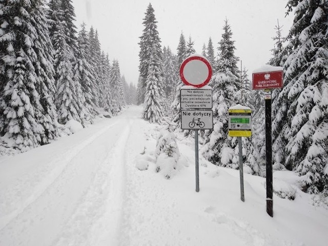 W Sudetach na Dolnym Śląsku zrobiło się biało. W najwyższych partiach śniegu jest już ponad pół metra! We wtorek (11 grudnia) wciąż przybywało białego puchu. Przez kilka godzin zamknięte było przejście graniczne z Polski do Czech w Harrachovie, ruch przywrócono dopiero wieczorem. Karkonoski Park Narodowy informuje o zamknięciu kilku szlaków, a ośrodki narciarskie zapowiadają narciarskie szaleństwo w weekend. Gotowość zgłaszają kolejne ośrodki. Sprawdźcie na kolejnych slajdach jak wygląda aktualnie sytuacja w górach.PO GALERII NAJŁATWIEJ PORUSZAĆ SIĘ PRZY POMOCY STRZAŁEK LUB GESTÓW NA TELEFONIE