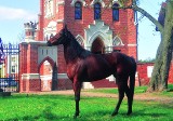 Ogłoszenie: aukcja koni w stadninie w Krasnem już w grudniu!