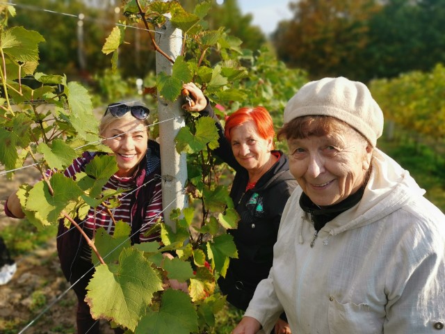Pierwsze białe winobranie na ziemi szydłowieckiej w Chałupkach Łaziskich.