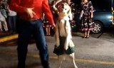 Pies, który bez wątpienia wygrałby konkursy tańca [wideo] 