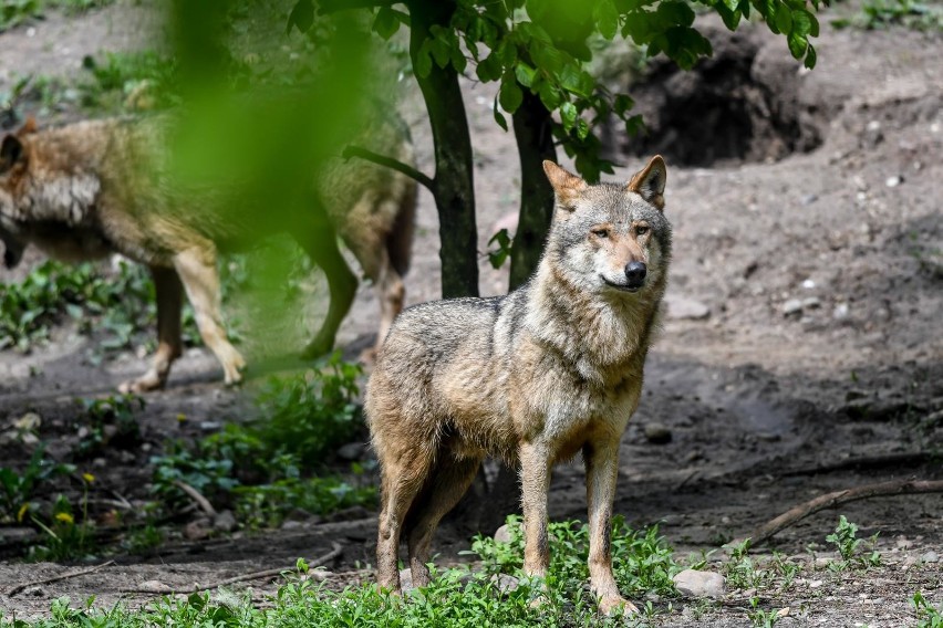 Pod koniec listopada wilki, które żyją na terenie...