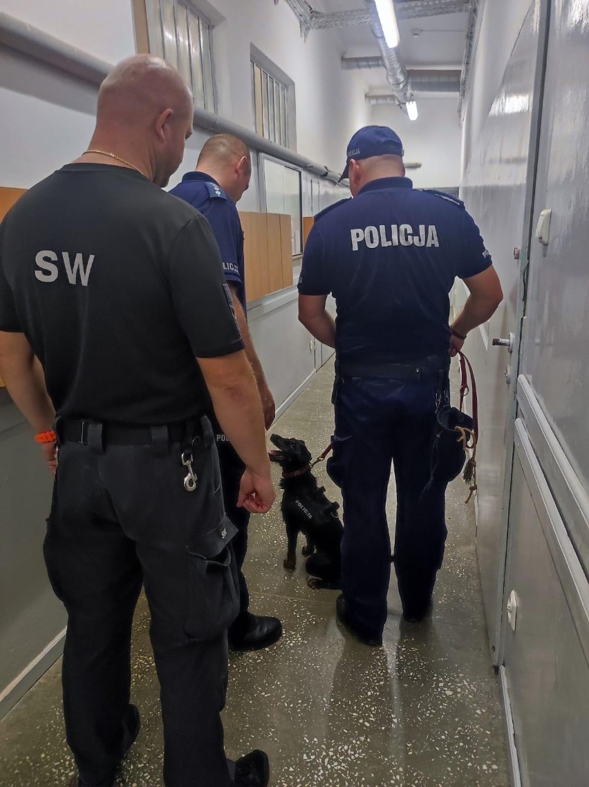 Ćwiczenia psów specjalnych w Oddziale Zewnętrznym Aresztu Śledczego w Stawiszynie. Zobacz zdjęcia