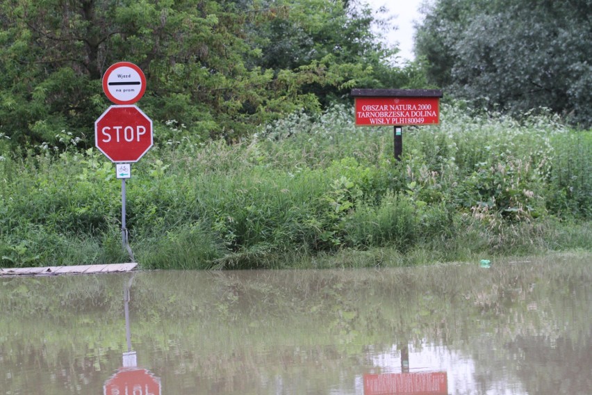 Poziom wody w Wiśle rośnie. W Tarnobrzegu rzeka głębsza o około metr niż we wtorek, woda wylewa się z koryta (ZDJĘCIA z 24 CZERWCA)