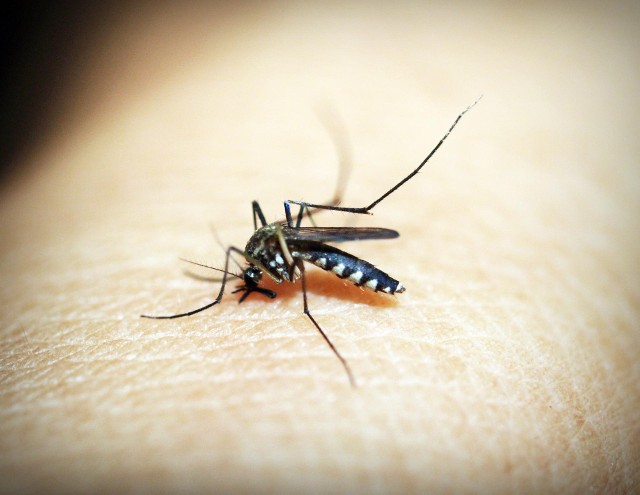 Malaria jest chorobą przenoszoną przez komary z rodzaju anopheles, czyli widliszki