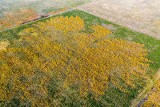 Ponad 100 tysięcy drzew stworzyło wyjątkowe godło Polski. Zobaczcie efekty projektu "Leśny Orzeł" na zdjęciach z drona!