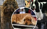 Najpiękniejsze psy świata zachwycają w Targach Kielce! Oto wyjątkowe rasy prezentowane na dwóch Międzynarodowych Wystawach Psów Rasowych