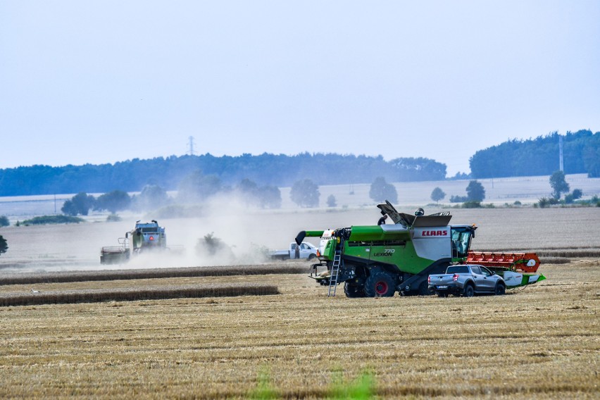 Żniwa w pełni. Na polach pracują ogromne kombajny. Za dwa tygodnie dożynki