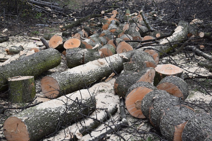 Rybnik: Wycięli park przy dawnym kinie Hutnik